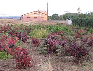 Archivo:2010 10 10 Cigales vides