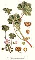 234 Malva neglecta