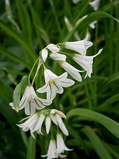 Archivo:Allium triquetrum close-up 02