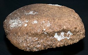 Archivo:Ankylosaurus magniventris armor plate - Museum of the Rockies