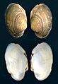 Anodontites trapesialis