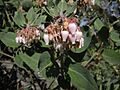 Arctostaphylos viscida 9781