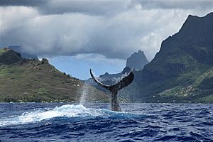 Archivo:Baleine baie de Cook à Moorea