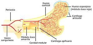 Archivo:Bone cross-section esp