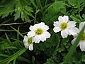 Callianthemum hondoense 01