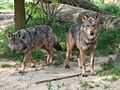 Canis lupus signatus (Kerkrade Zoo) 20