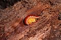 Centipede.protecting.eggmass.-.marshal.hedin
