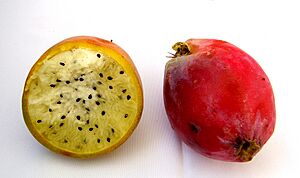 Archivo:Cereus peruvianus fruit RJP 01