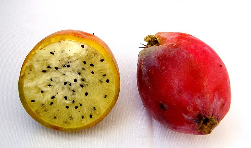 Cereus peruvianus fruit RJP 01