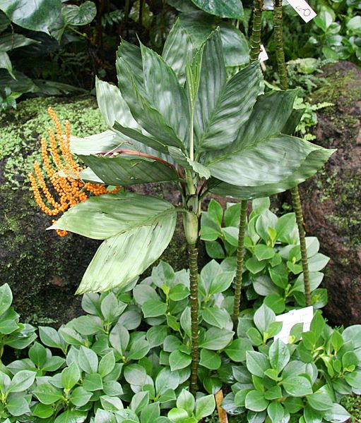 Chamaedorea metallica 04