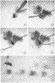 Chlaenius Plate 10 Eisner et al 1963