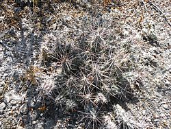 Corynopuntia grahami (5730076425).jpg