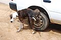 Dog pissing on cars wheel