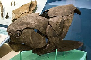 Archivo:Dunkleosteus juvenile fossil - Cleveland Museum of Natural History (34421618320)