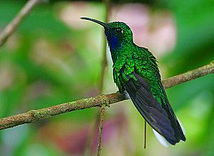 Archivo:Flickr - Rainbirder - White-tailed Sabrewing (Campylopterus ensipennis)