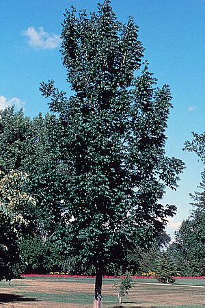 Archivo:Fraxinus nigra NRCS-3