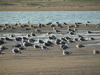 Gaviotas en Isla Cristina