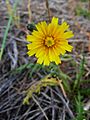Gemeines Ferkelkraut Blüte