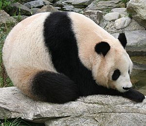 Archivo:Giant panda at Vienna Zoo (cropped)