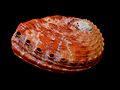 Haliotis rugosa 2