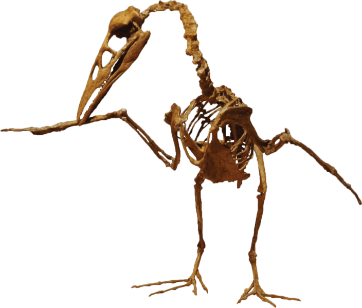 Ichthyornis Clean