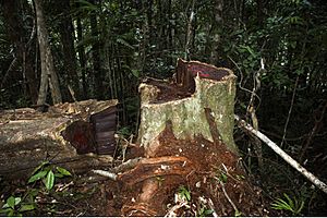 Archivo:Illegal logging of rosewood 001