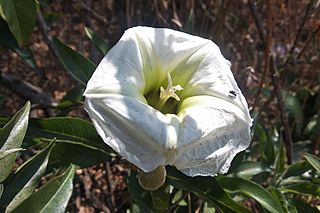 Ipomoea murucoides - flor.jpg