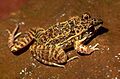 Leptodactylus fuscus01a