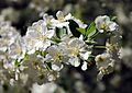 Malus sargentii flowers