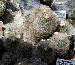 Archivo:Mammillaria bocasana Prague 2012 2