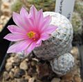 Mammillaria herrerae 02