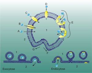 Archivo:Membrantransport