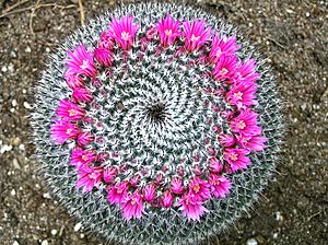 Archivo:Montréal jardin botanique mammillaire cactus