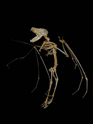 Archivo:Myotis-myotis-skeleton
