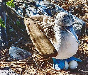 Archivo:Nesting bluefoot