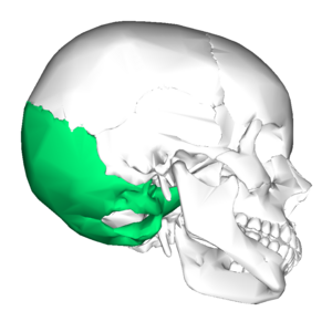Archivo:Occipital bone lateral2