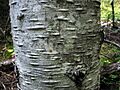 PacificSilverFir 7645