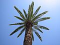 Palmae in Nice (FR-06000)