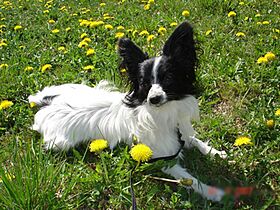 Archivo:Papillon lying in the grass