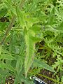 Phacelia tanacetifolia (Boraginaceae) leaves