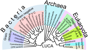 Archivo:Phylogenetic Tree of Life