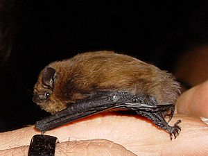 Archivo:Pipistrellus pipistrellus lateral