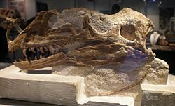 Proceratosaurus holotype.JPG