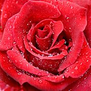 Raindrops red rose