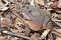 Rhinella schneideri.00