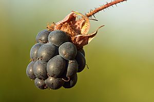 Archivo:Rubus caesius fruit - Keila