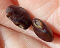 S.jap-seed-4