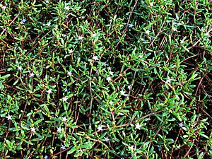 Archivo:Sesuvium portulacastrum (5188551000)