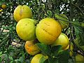 Starr-130312-2323-Citrus sinensis-Valencia fruit-Pali o Waipio Huelo-Maui (24576475904)