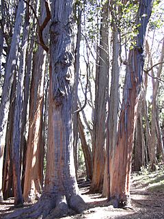 Archivo:Starr 031214-0054 Eucalyptus obliqua